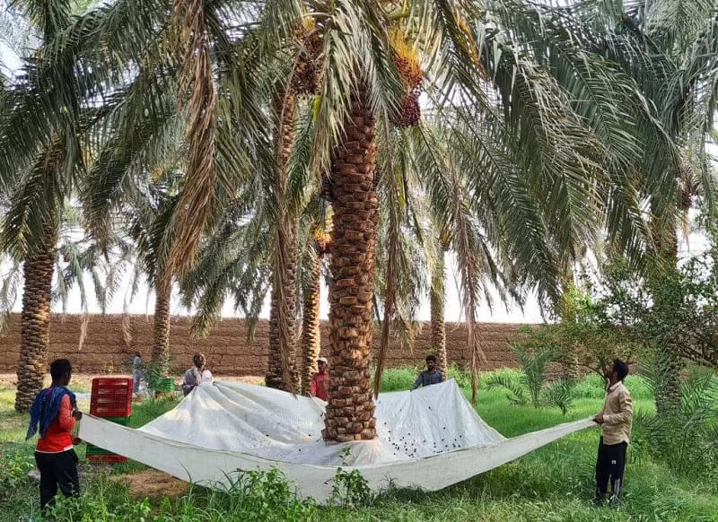 Harvesting Mazafati dates