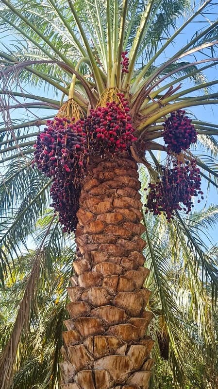 Mazafati date palm tree
