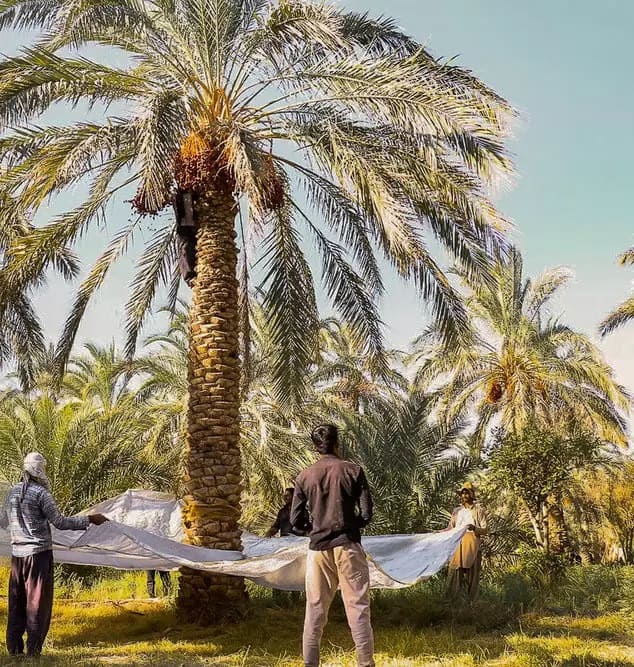 Harvesting Mazafati dates