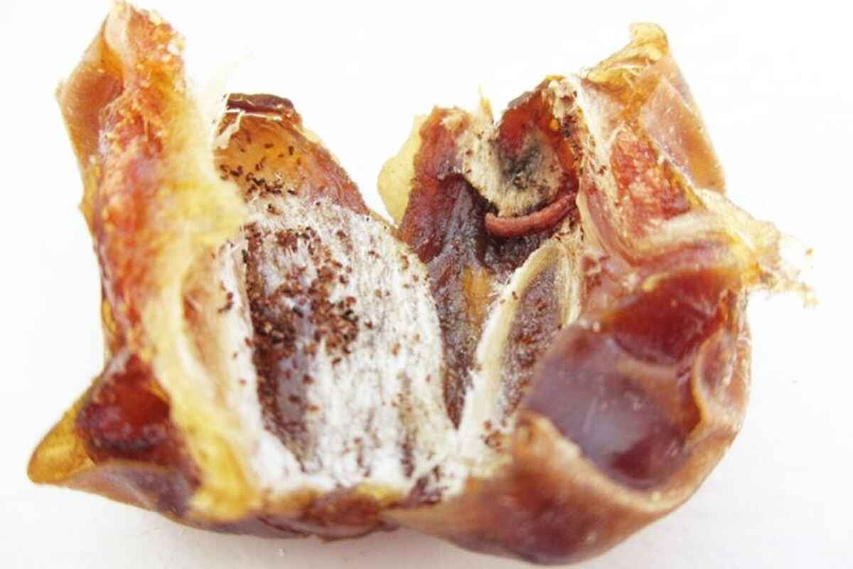 dates with insects