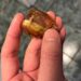 dates with insects