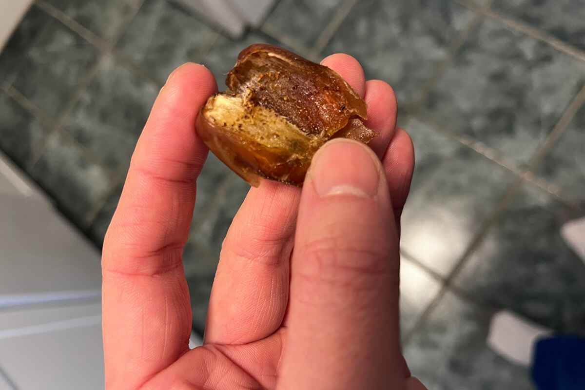 Dates with insects: How to recognize affected fruit؟