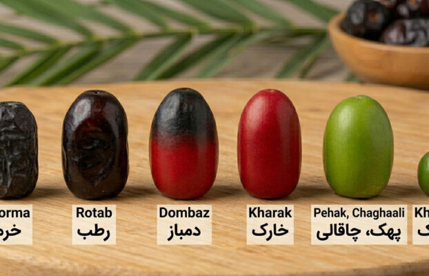 Iranian Mazafati Dates Ripening Stages: A B2B Importer’s Guide to Quality Control
